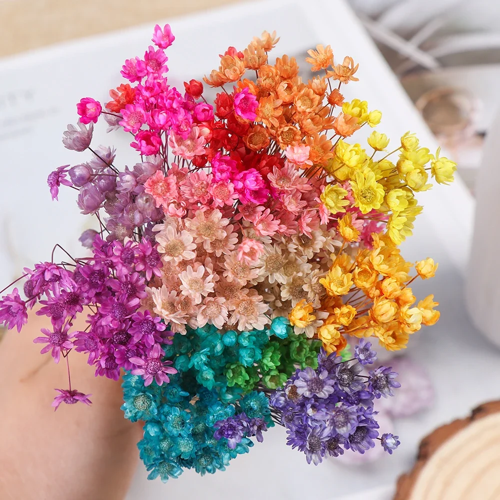 30pcs/pack Natural Plants preserve Floral Decorative Dried Flowers Mini Daisy Small Star Flowers Wedding Bouquet Home Decoration