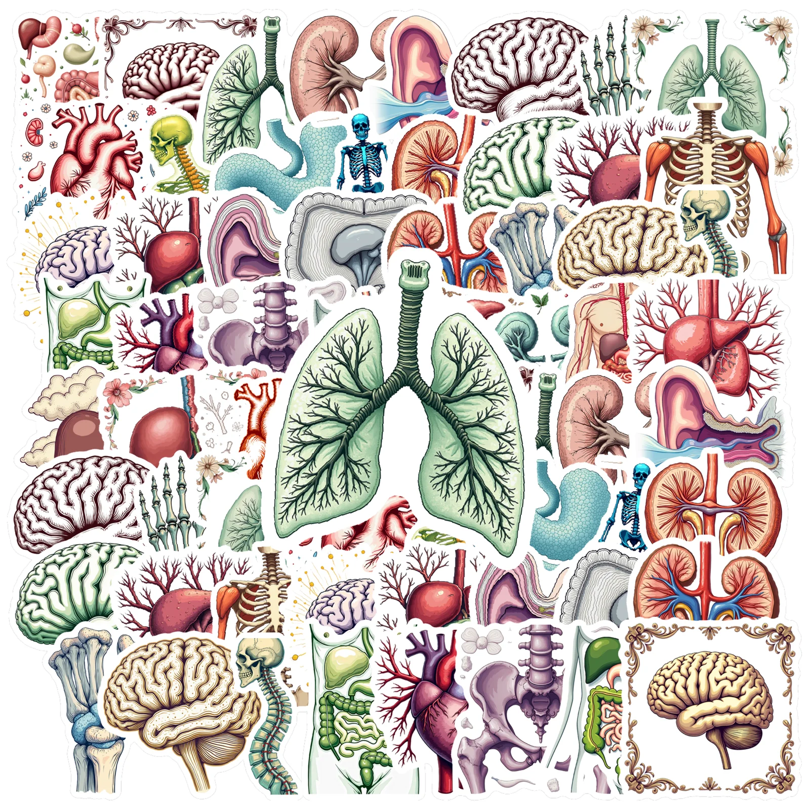 35pcs-150pcs Decals  Detailed Anatomy Sticker Human Organ Decal Biological Sticker for Instruments Stationery Notebooks