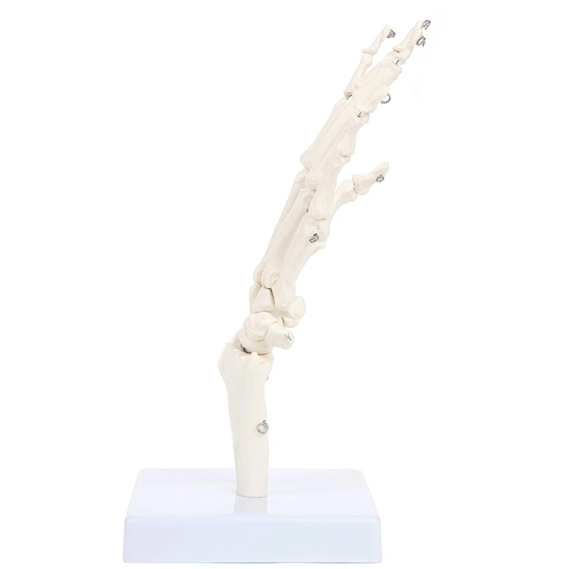 A34M-نموذج مفصل اليد البشرية نموذج الهيكل العظمي التشريحي أداة دراسة التشريح البشري