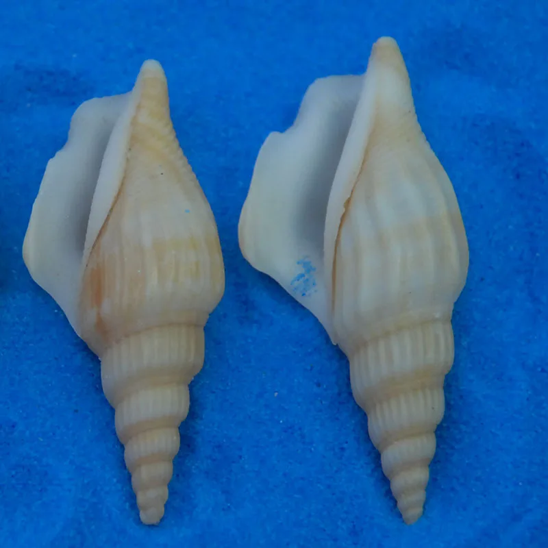 Natural Conus Aulicus Cypraecassis Rufa Strombus Luhuanus Shells - Aquarium Decor Home Floor Wall Prop Marine Specimen Collectio