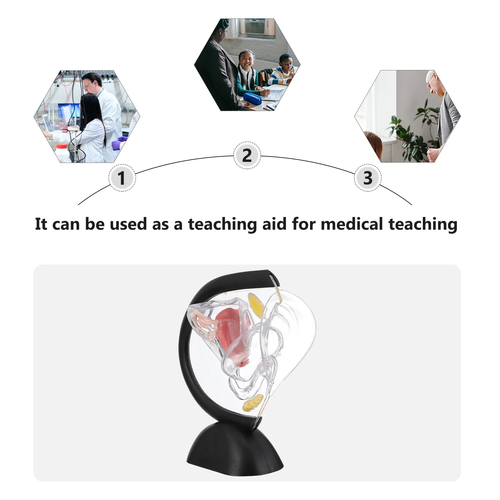 Structure Model Transparent Models Female Reproductive Organ Pvc Wall Nurse