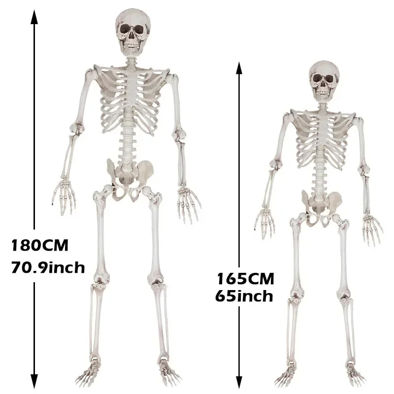 

180cm Large Halloween Skeleton Human Skeletons Full Body Bones with Movable Joints Halloween Props Spooky Party Decoration