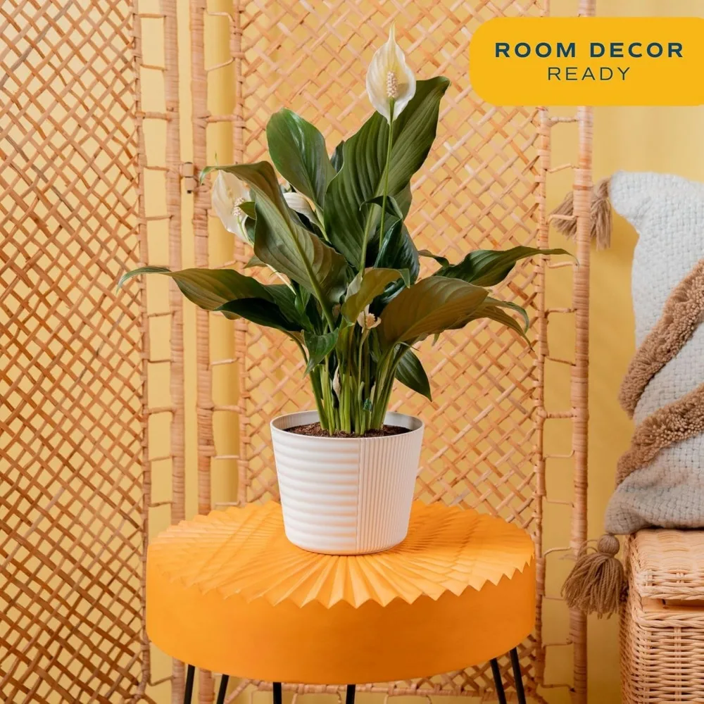 Tanaman Peace Lily Hidup dalam Pot Dekoratif, Tanaman Hias Penjernih Udara untuk Dekorasi Rumah atau Kantor, Tinggi 14-24 Inci