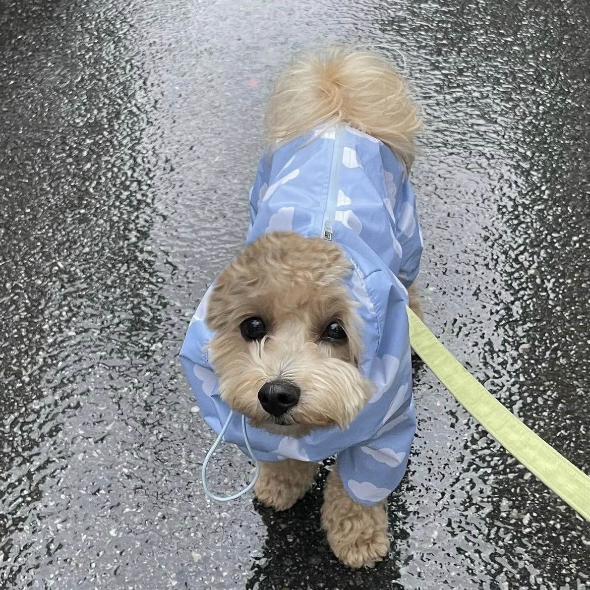 Cute Clouds Love Dog Raincoat Tpu Thickened Waterproof All-Inclusive Rain Poncho Pet Puppy Hooded Four-Legged Coat Dog Clothes