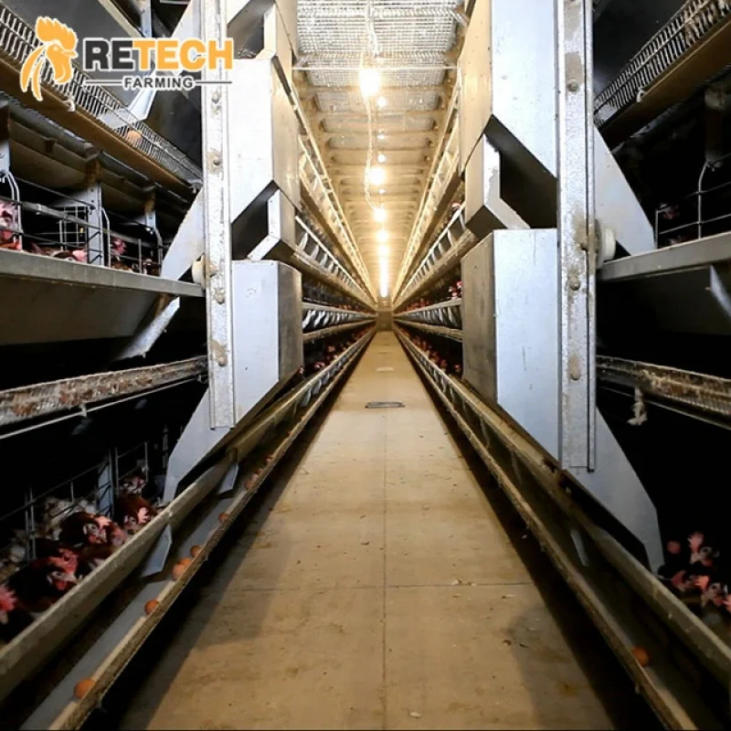 H Type Automatic Chicken Equipment System Laying Poultry Farming