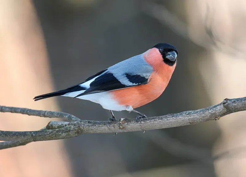 

Набор шестигранных отверток из 4 предметов — 1,5 мм, 2,0 мм, 2,5 мм, 3,0 мм для гоночного дрона, вертолета, деталей автомобиля и лодки