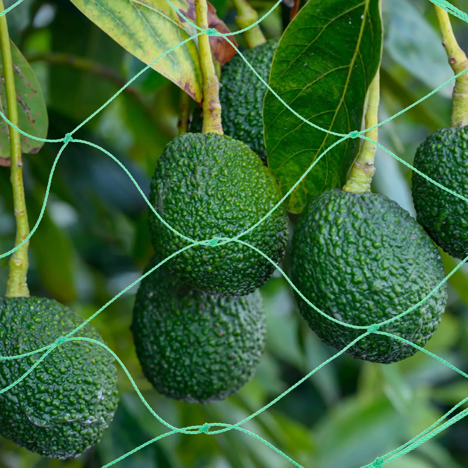 3Pcs Heavy Duty Nylon Climbing Vine Plant Net for Vegetables Fruits Flowers Cucumber Gourd Petunia Green Garden