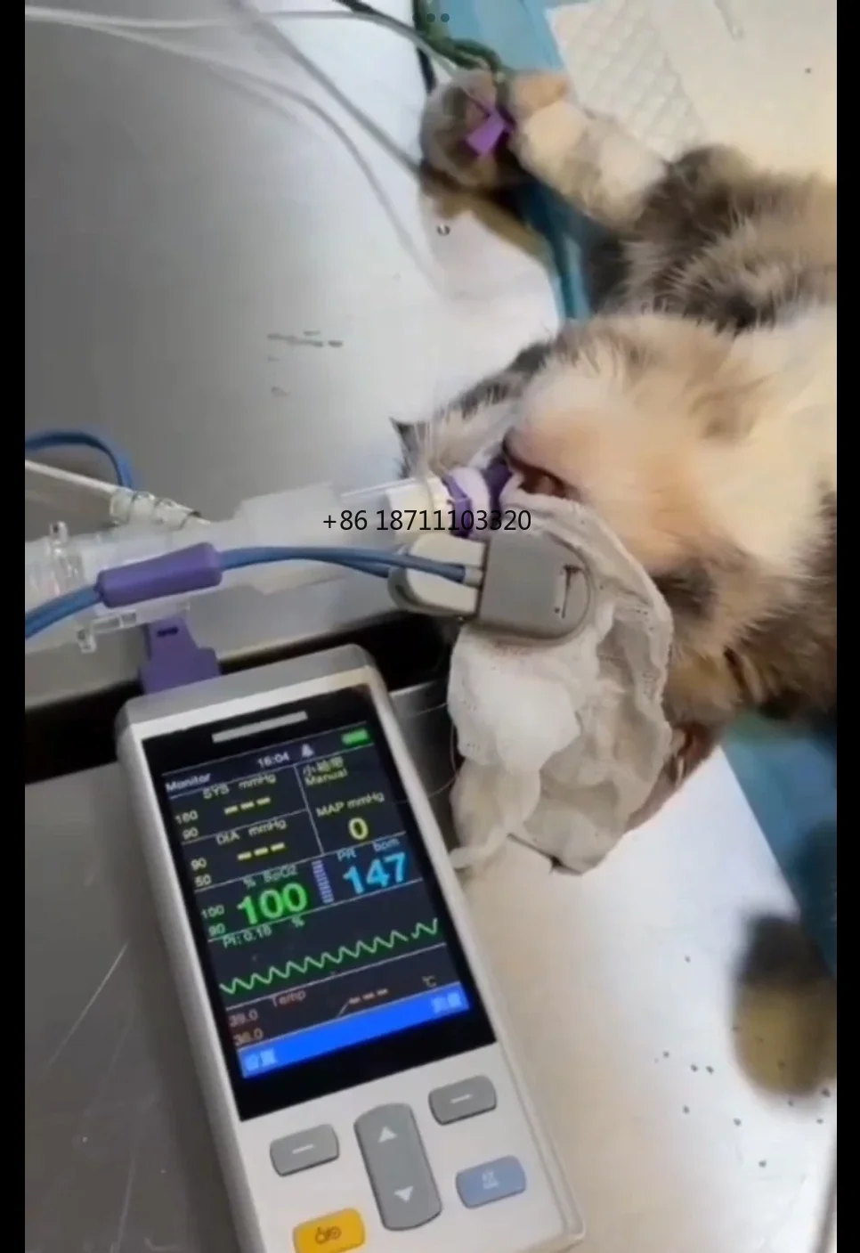 

Aeolus Animal Supraglottic Airway Device for Cats and Rabbits