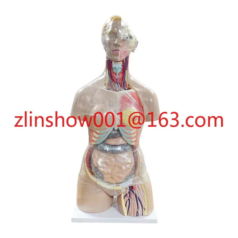 

SY-N018 New Arrival Teaching Equipment Medical Simulator 85cm Unisex Torso With Exposed Spine