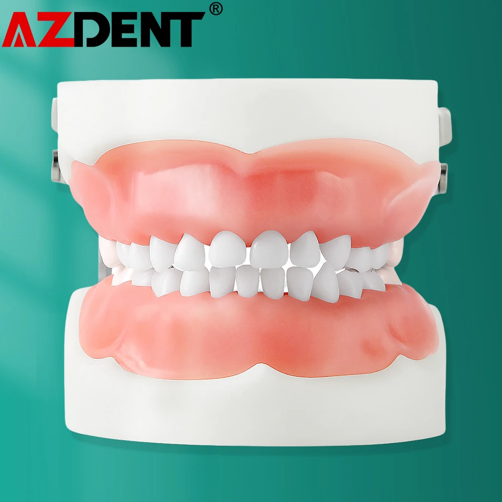 Dental Study Teaching Model Standard Removable Teeth Dentistry Equipment