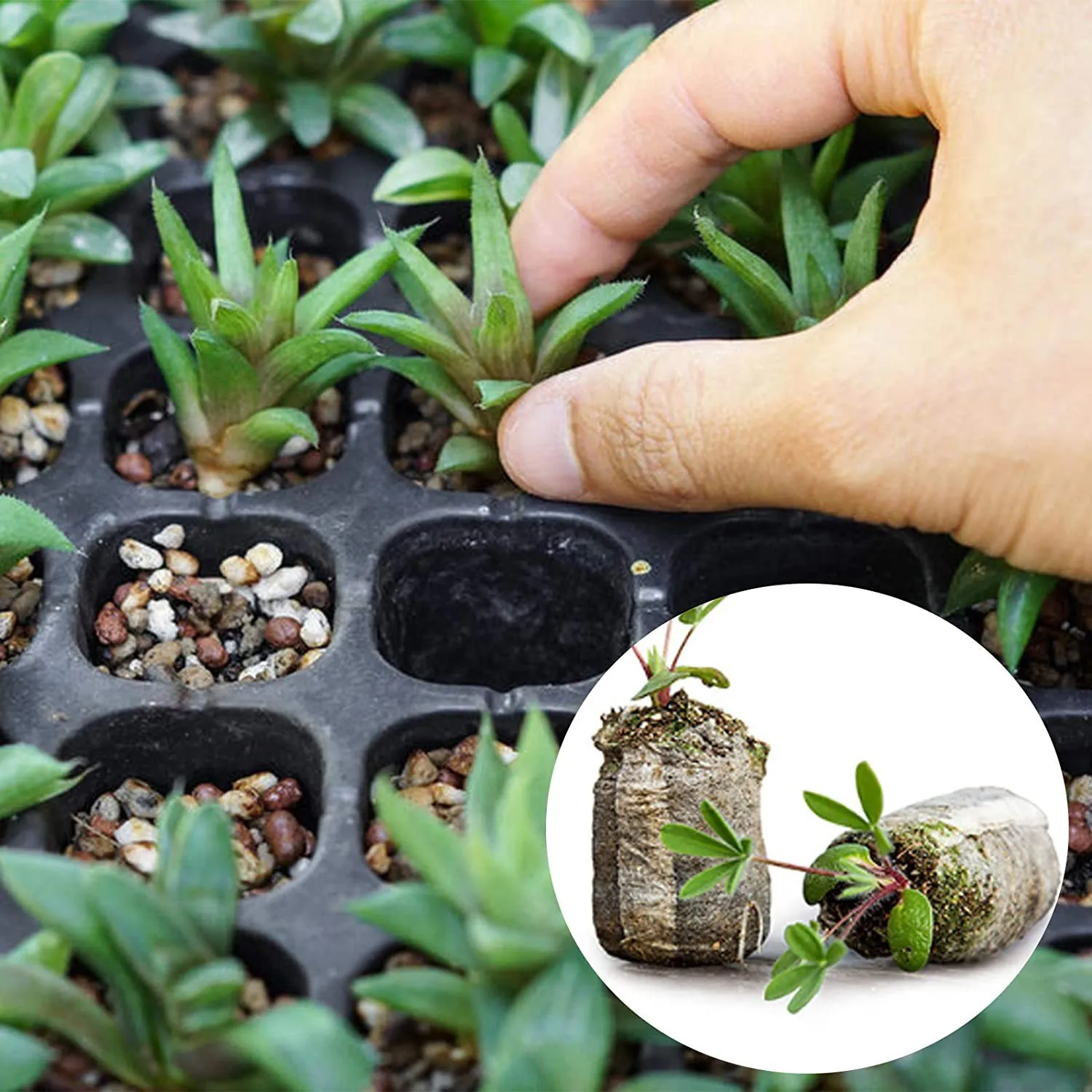 Planta do solo Starters Plugs, Bloco de mudas, Fertilizante de sementes, Bloco de nutrientes para flores, 30mm, 120Pcs