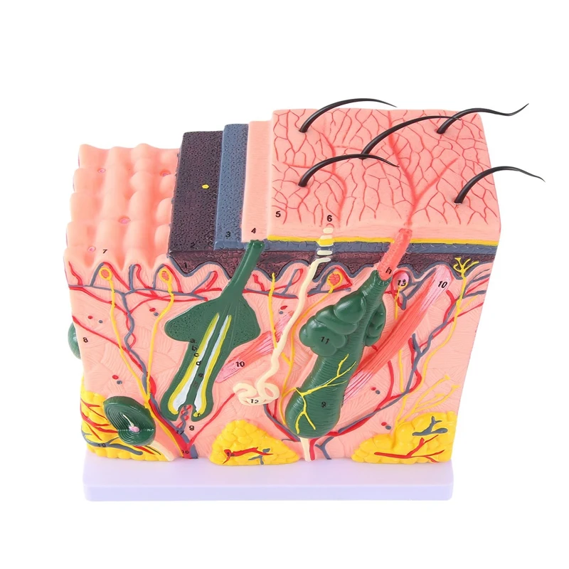 1 Piece Skin Model Skin Hair Structure Enlarged Model Anatomy Model As Shown PVC For Classroom Learning Display Teaching