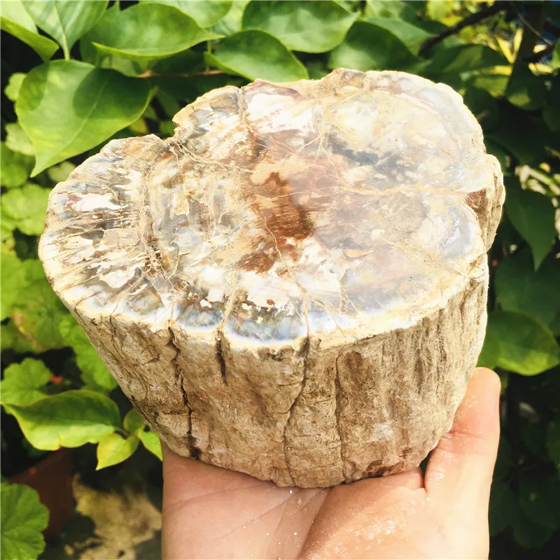 

200-2000g Natural Madagascar petrified wood crystal polish for furnishing pieces for healing home decor