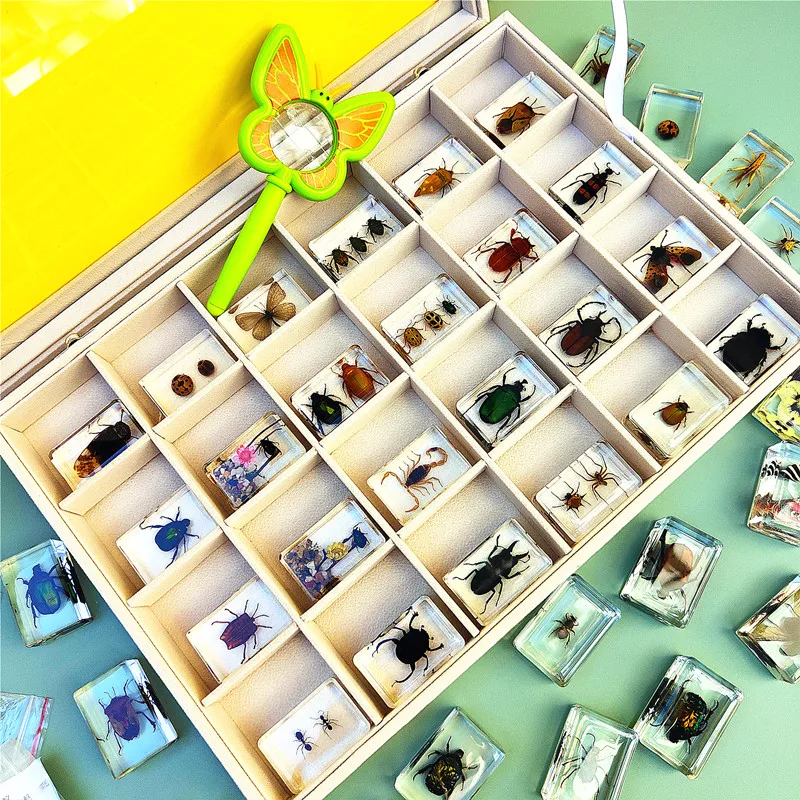 New Hot Selling Real Insect Resin Specimen Stag Beetle Locust Crab Scarab Bee Spider Teaching Collection Children\'s Cognition