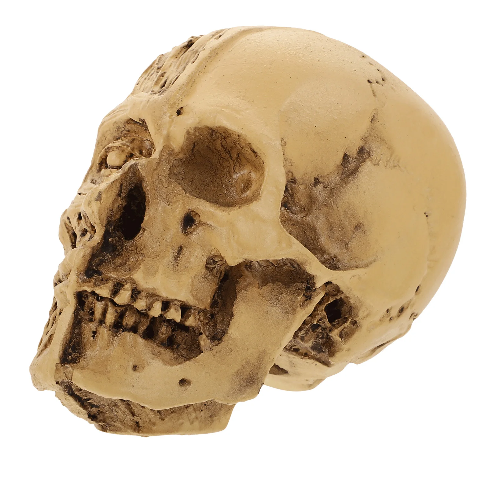 

1Pcs Halloween Skull Decoration Realistic Muscle Skull Prop Festival Decor Prop Perfect for Home Bar Club Party