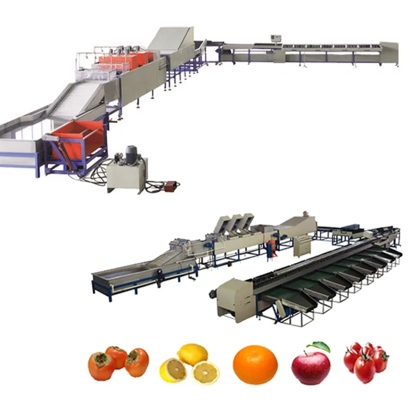 Fruit & Vegetable Machine for Washing Waxing Sorting Apples Oranges Onions