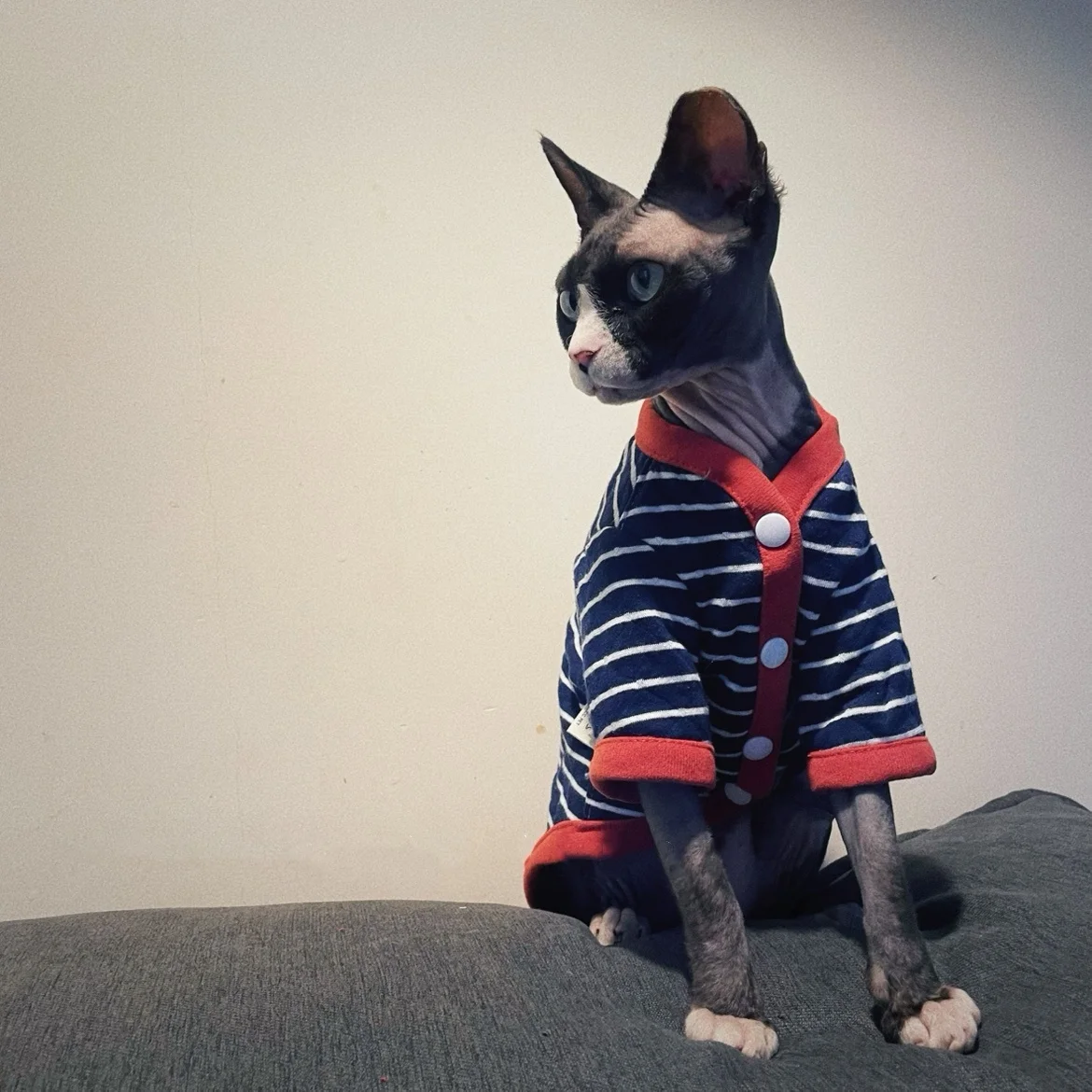 Sphynx Cat Striped Cotton Jacket in Winter Warm Long Sleeves Coat for Male Cat Spring Autumn Cardigan Loungewear for Kittens