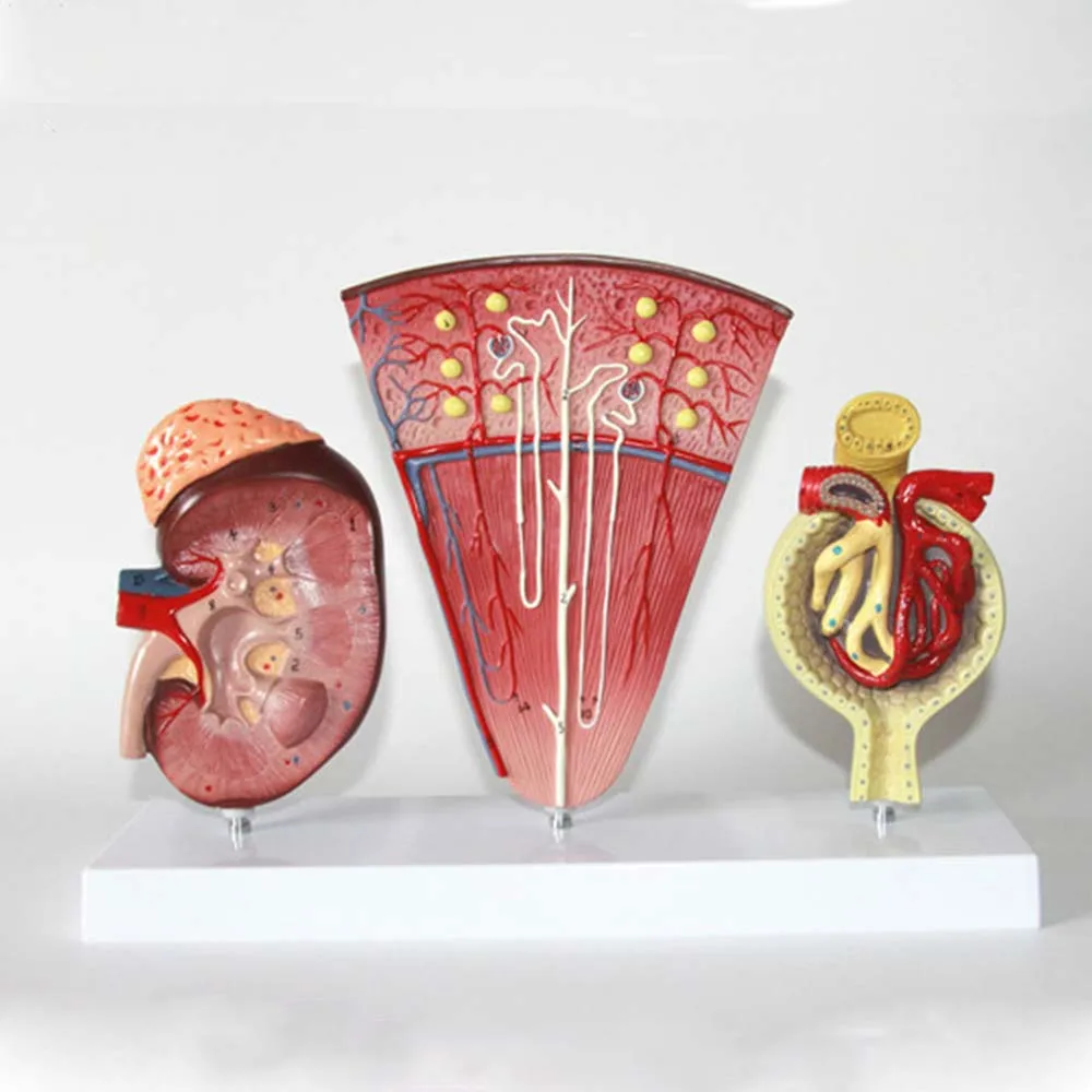 

Life Size 3Pcs Kidney and Urinary System Model Adrenal Gland Nephron Model Glomerular Renal Anatomy Model Kidney Cross Section