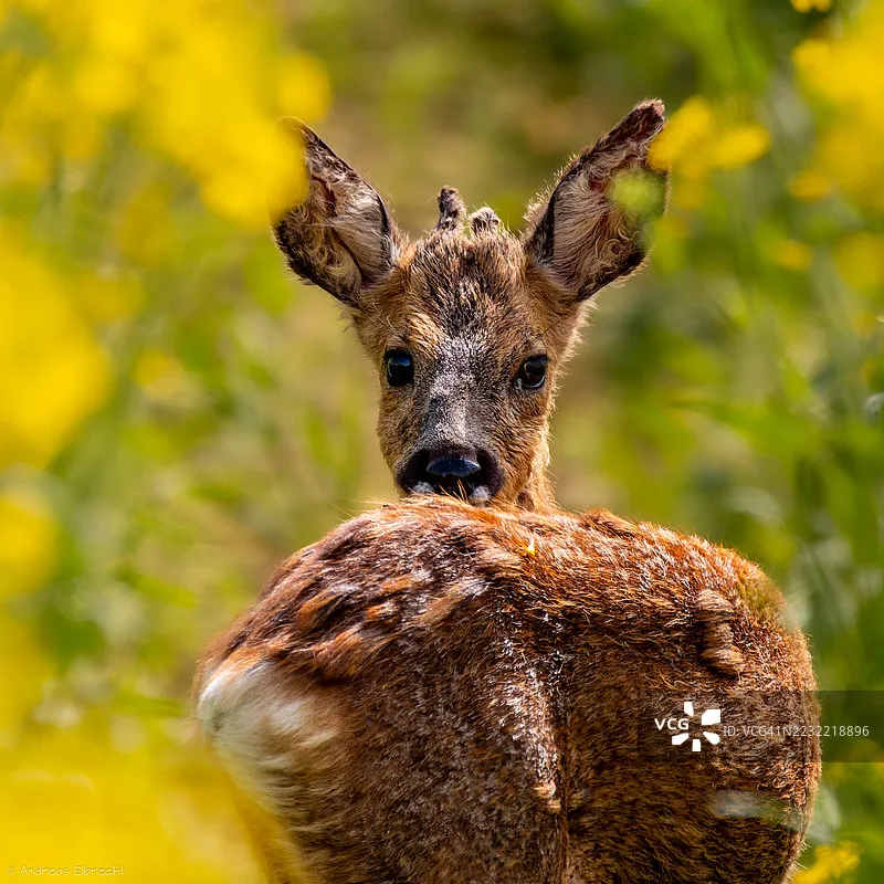 

HobbyWing QuicRun WP 12BL45 G2 45A ESC & G2 Brushless Sensored Motors – 2840SL 4700KV, 2850SL 3400KV/4700KV for 1/12 & 1/14 RC