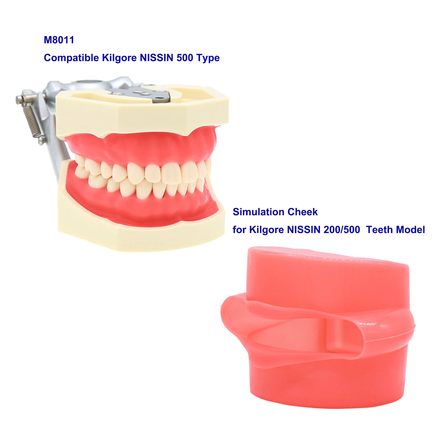Dental Teeth Model Typodont Screw-in Replacement Teeth fit NISSIN 500 Type Dentistry Preparation Training Practice