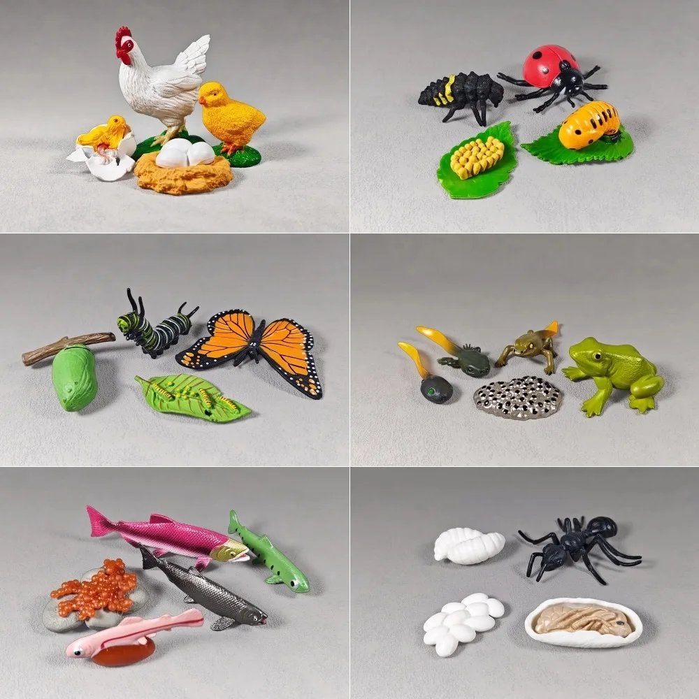 

Diverse Animal Life Stages Set, From Egg to Adult, Realistic Insect Replicas, Educational Collection, Perfect for Classrooms
