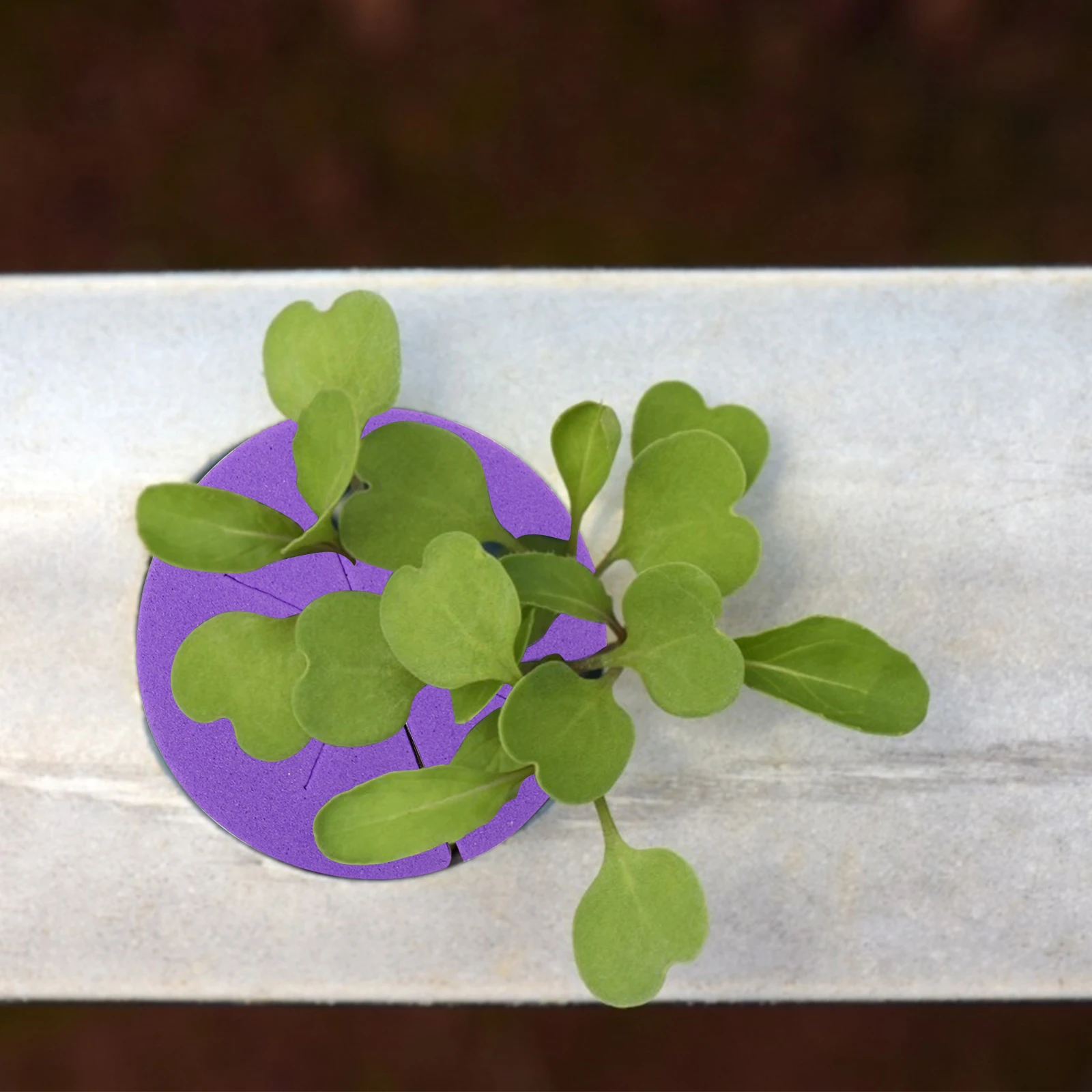 

120pcs Eva Planting Foam Blocks Nutrient-Rich Soilless Cultivation Gardening Supplies Cloning Collar Inserts For Seedling
