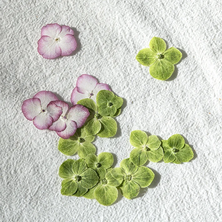 60Pcs Natural Original Color Hydrangea Dried Flowers Pressed Flowers Resin Phone Case DIY Real Flower Coaster Pressed Flower Frame Greeting Card Craft Decorations Phone Case Plant Specimen Envelope