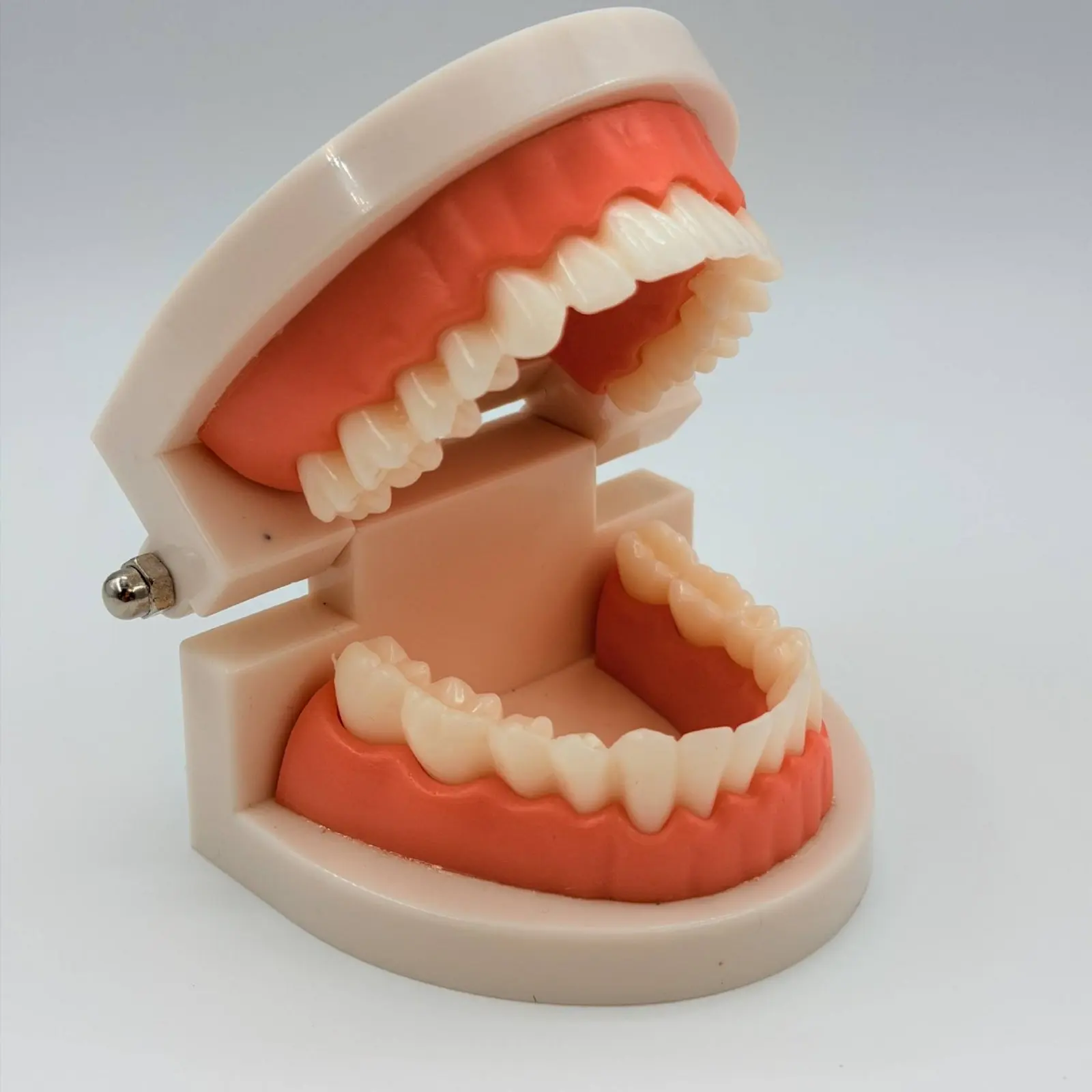 

Dental Model Sturdy Jaw Demonstration Model Teaching Aid Life-Size Educational Toy for Children, Home