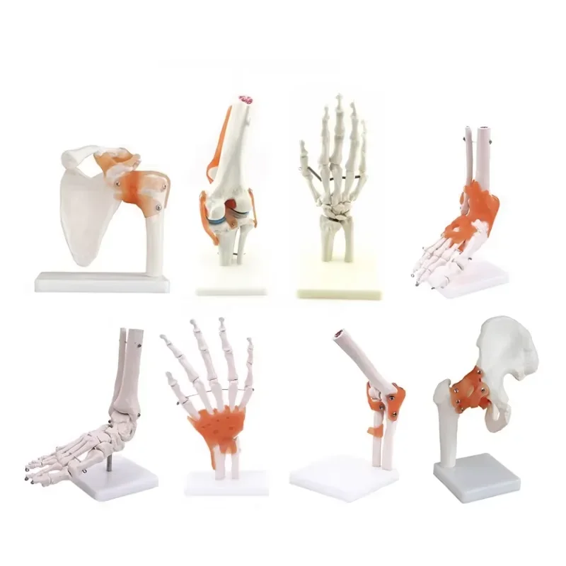 Knee, Hand, Foot, Hip, Shoulder, Elbow Ligaments Human Anatomical Joint Model