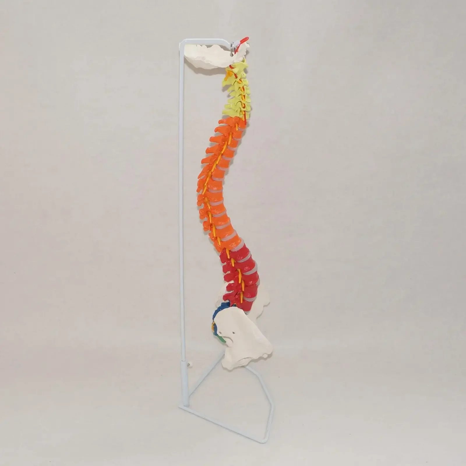 PVC Colored Didactic Flexible Spinal Column Anatomy Model Human Skeleton Specimen Human Life Size 1:1 Medical Model Spinal