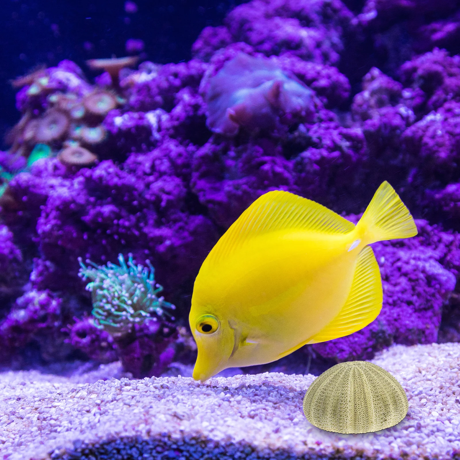 6Pcs Natural Sea Urchins Shells Coastal Home Decor Hanging Air Plant Holders Craft Wedding Ornaments Beach Seashell Decoration