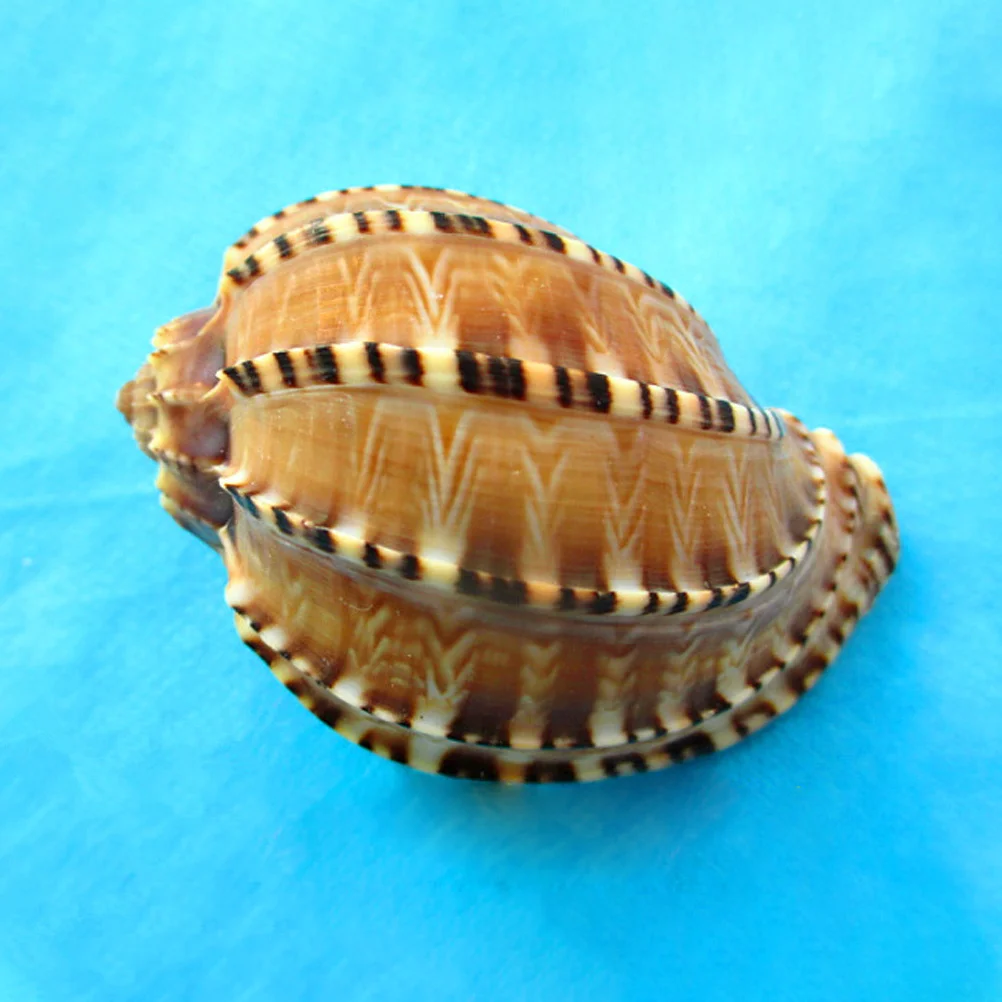 

5Pcs Aquarium Conch Landscape Accessories Large Size Random Color Natural Fish Tank Ornament Enhance Visual Appeal Stress Relief