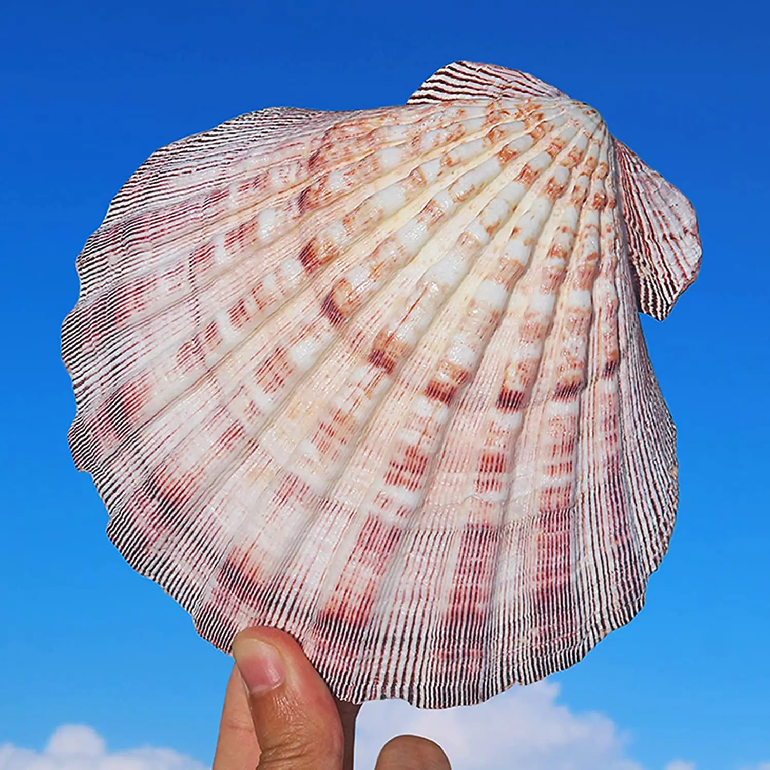Conchas grandes para hornear con forma de cascabel y pata de leones para manualidades, pintura artesanal, decoración de boda para playa, conchas de vieira naturales a granel