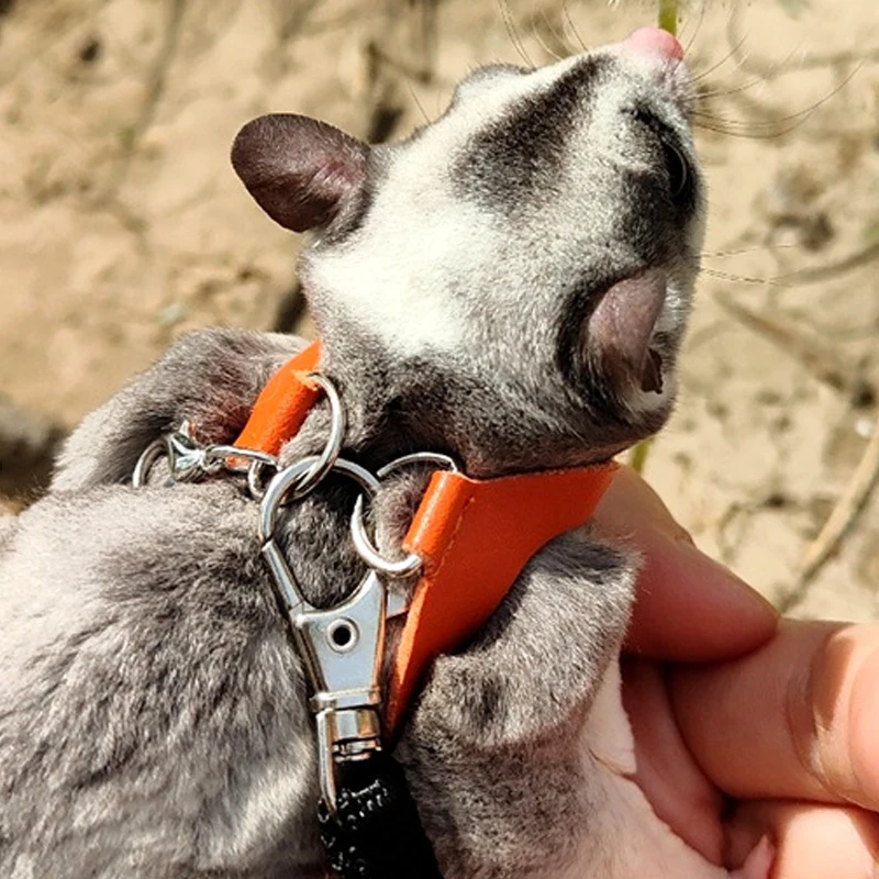 4 pezzi piccoli animali domestici anti morso corda di trazione cinghia toracica criceto scoiattolo guinzaglio zucchero aliante sicurezza esterna speciale anti smarrimento corda