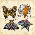 HP-Set-0183