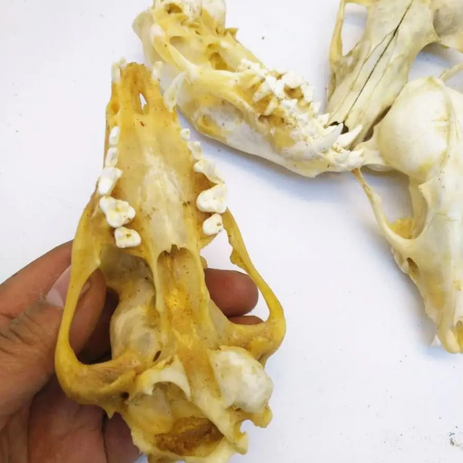 figurine-de-lapin-en-resine-haut-de-gamme-modele-de-crane-jouet-de-simulation-pour-maison-de-poupee