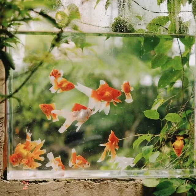 

Ultra White Small Freestanding Desktop Aquarium Eco-Friendly Rectangular Acrylic Goldfish Tank Creative Bare Display Rack