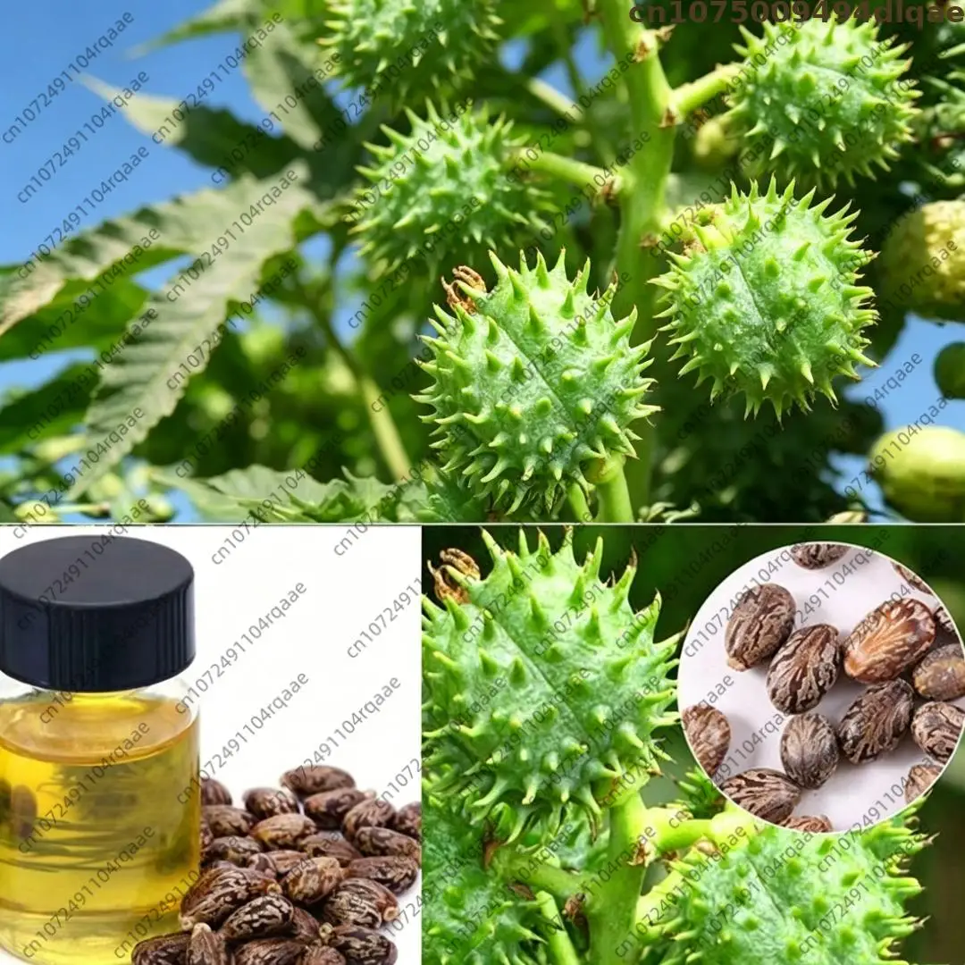 Pure Natural Castor Essential Oil Aroma Fragrance Oil 100% Natural for Aromatherapy Diffusers Humidifiers Candle Soap Making