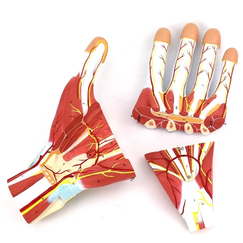 Human Hand Muscle Nerve Blood Vessel Anatomy Model Life Size Detachable 3 Parts Hand Model Medical Science Teaching Tool