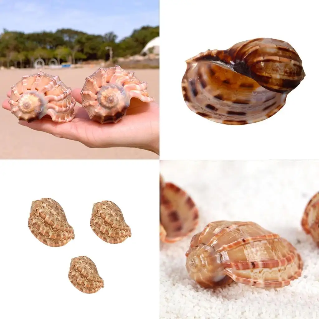 

Natural Seashells Large Harp Conch for Party Decor and Aquarium Adornment high quality,New Year Gift