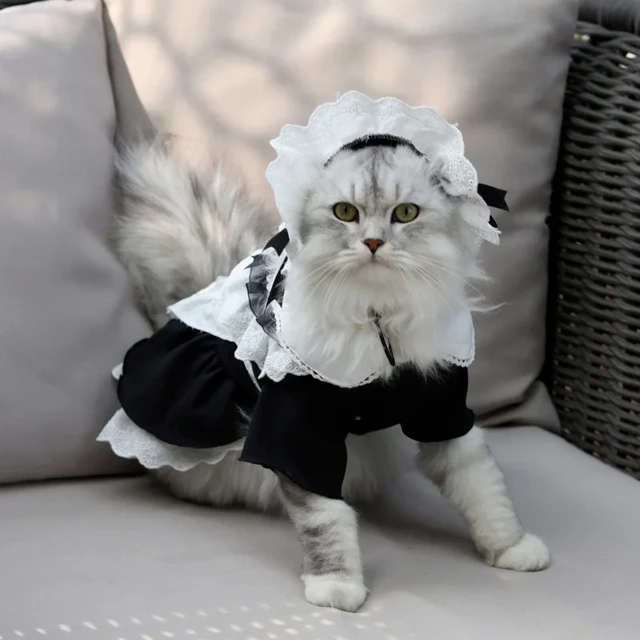 Kawaii cat dress shop