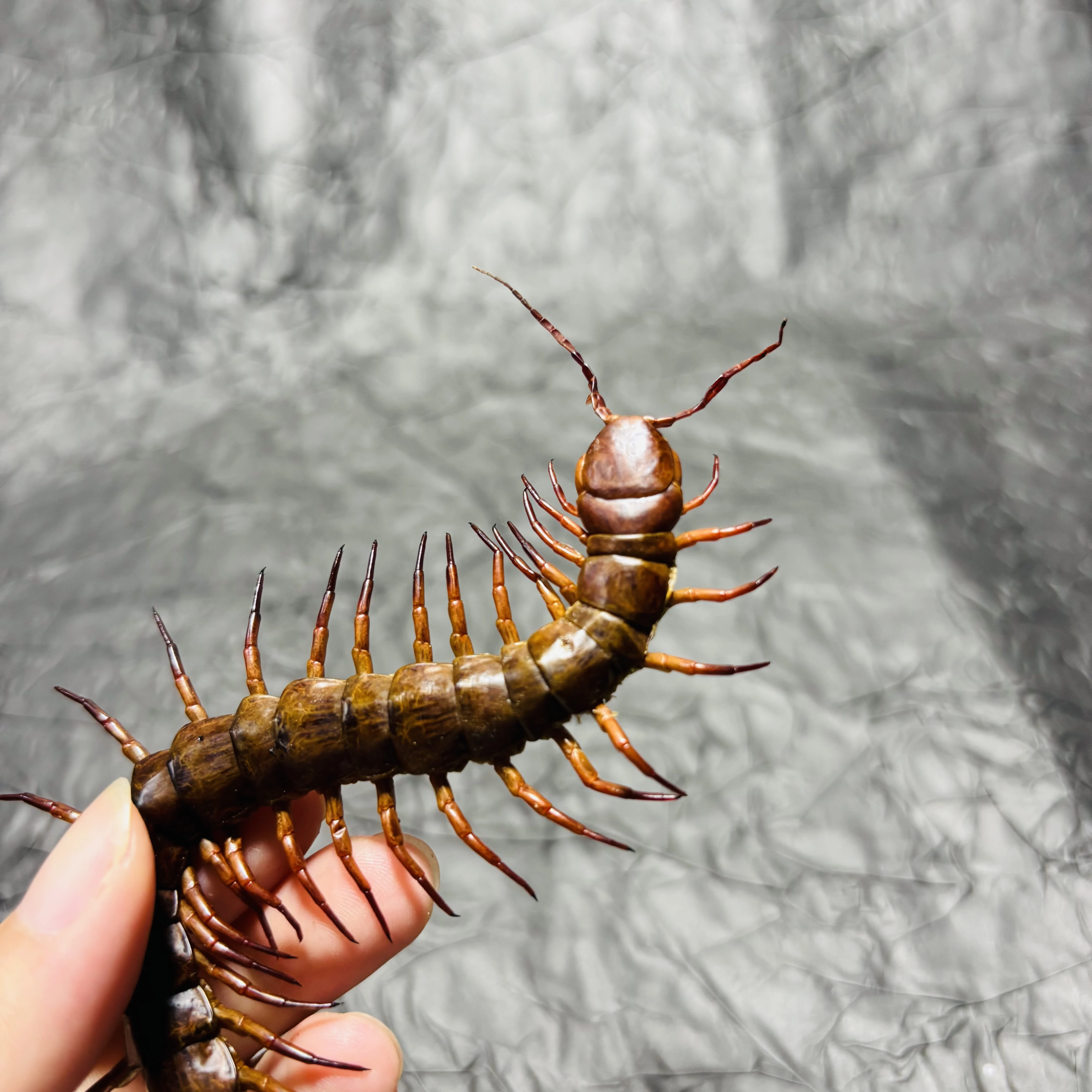 2109 Wholesale Centipede Craft Model Collection Realistic Creature Themed Desktop Ornament Handmade Dark Style Decor for Gift