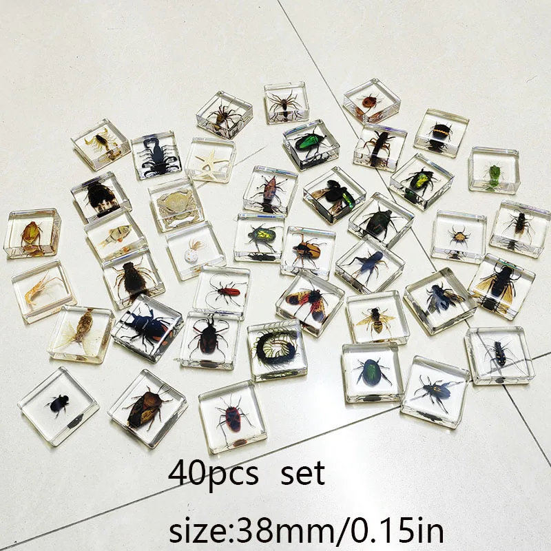 40 Pcs Insect Specimen Scorpion Real Beetle, Built-in Clear Resin, Suitable for Children Science Education, Home Decoration