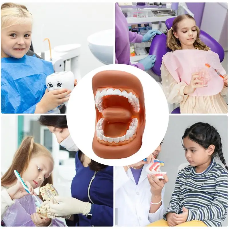 Standard Dental Model Oral health care tooth model kindergarten teaching aids children's brushing toys Education Studying Tools