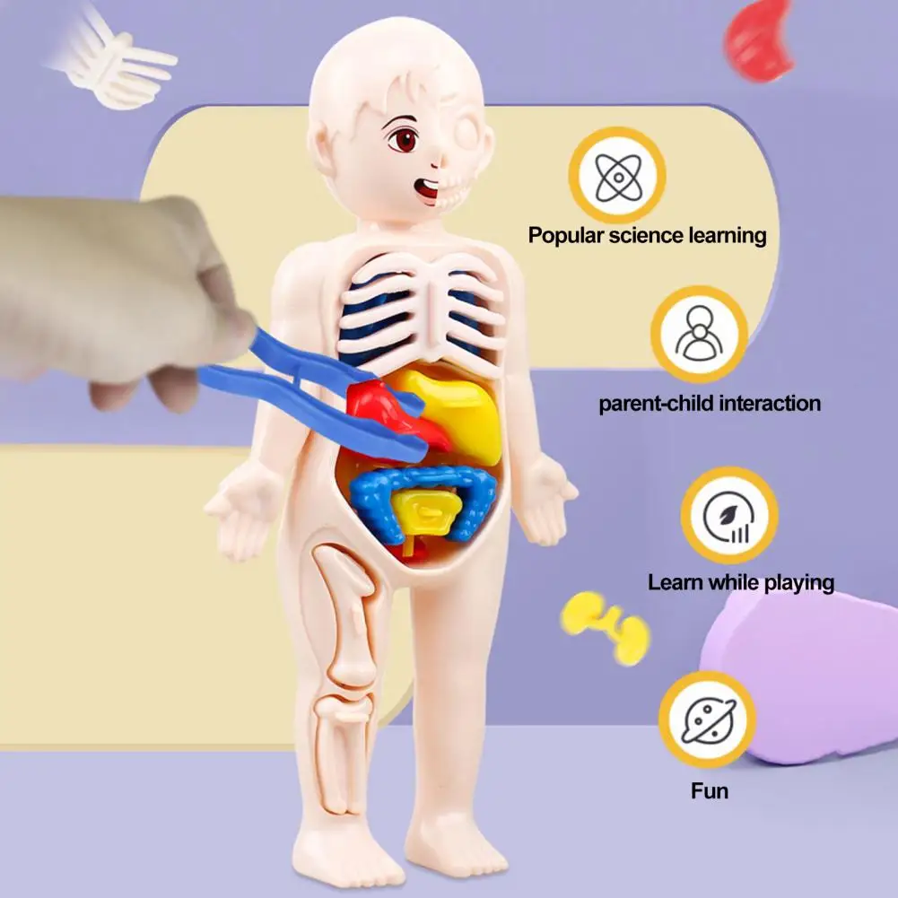 3D 퍼즐 인체 해부학 모드, 밝은 색상, 재미있는 현실적인 소년 소녀 교육 학습, 오르간 조립 장난감, 1 세트