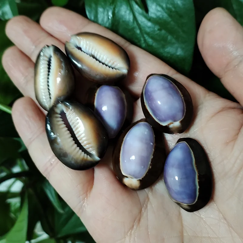 10 Pcs Purple Top Cowrie Shells Natural Purple Caput Seashell Conch Jewelry Pendant Charms Beach DIY Home Decoration Fish Tank