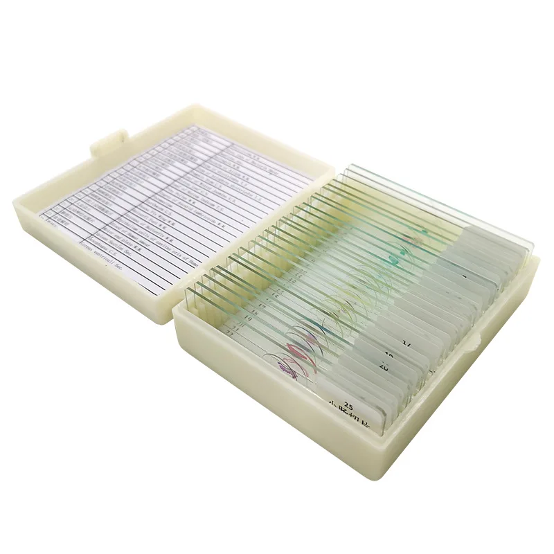 Biology Prepared Biological Basic Science Microscope Glass Slides School and Laboratory English Label Teaching Samples