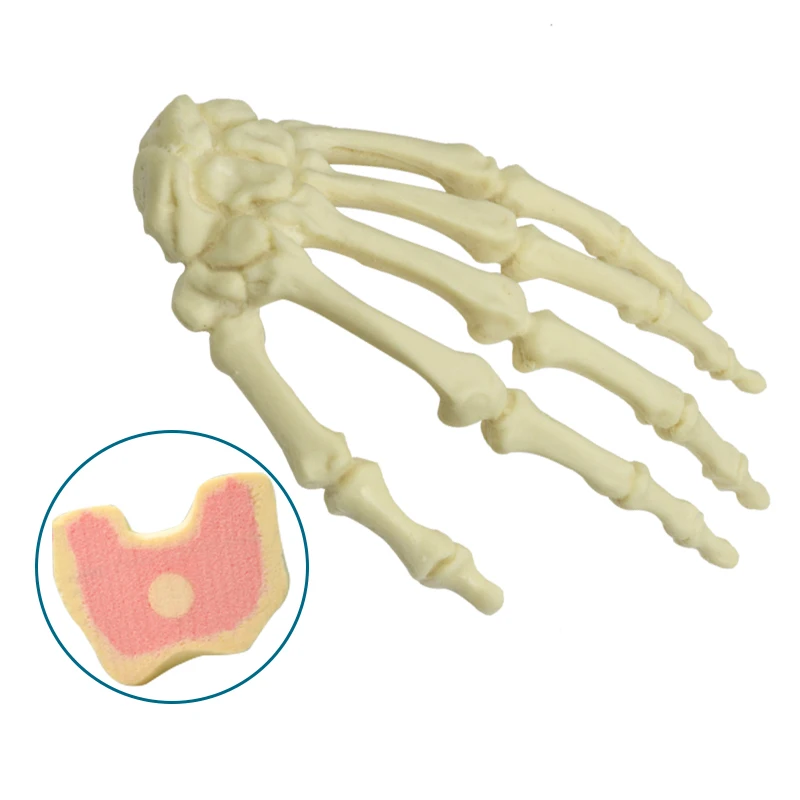 Left Hand Practice Model for Drilling Medical Teaching Model Foam Cortical Shell with Inner Cancellous Material