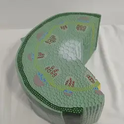 Biological instrument teaching aids Stem model of dicotyledonous herb experimental apparatus