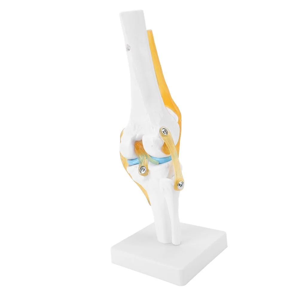PVC Human Knee Joint Model Anatomical Shape Multi Colors Patella Model Life Size Detachable Structure